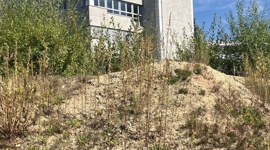 Artenschutzrechtliche Prüfung zur Errichtung eines E-Ladehubs im Nordostpark Nürnberg Vorschau-Bild