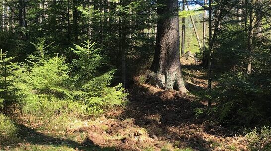 Risikobewertung der Trinkwassereinzugsgebiete nach TrinkwEGV | Stadtwerke Tirschenreuth Vorschau-Bild